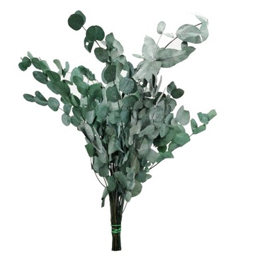 Эвкалипт стабилизированный для росписи ХРОБОТЕК МОСС.