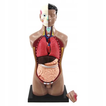 PVC ludzki tułów model anatomiczny ciała
