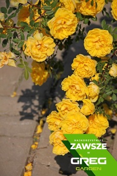 Удобрение для роз 5кг Длительного действия 120-150 дней