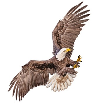 Настенные шаблоны Птицы Животные Наклейки Орел Уникальные