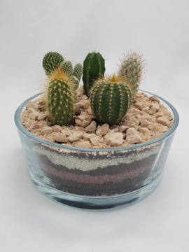 Пустыня в стакане, Лес в баночке, Набор DIY ХИТ