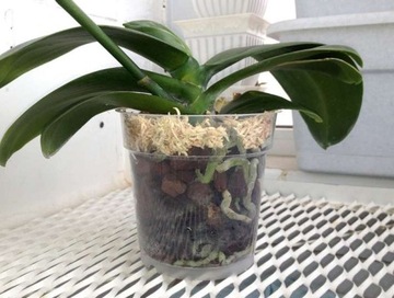 Субстрат для орхидей 100г сфагнум, мох сфагнум