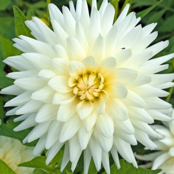 Dalia Kaktusowa My Love 1 szt.