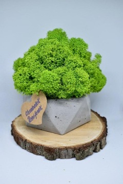 Деревенский лес в геометрическом бетонном горшке