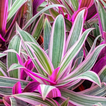 Tradescantia Spathacea PURPUROWY SKARB Trzykrotka - Reo meksykańskie