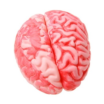 1x пластиковый мозг