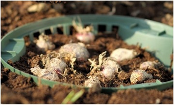 НАБОР 10x КОРЗИНА КРЫШКА ДЛЯ ПОСАДКИ ЛУКОВИЧНЫХ ЦВЕТОВ 315мм