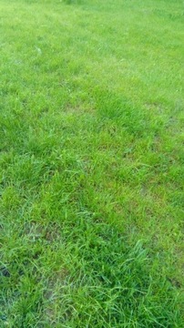 Trawa mieszanka trawnikowa 1kg
