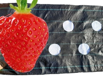 Агроткань от сорняков с ДЫРКАМИ для клубники