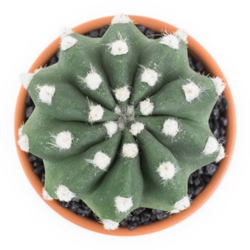 Echinopsis subdenudata -Lilia Wielkanocna