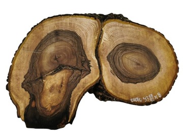 Plaster Orzecha Włoskiego 93x65/50 Duże Rozmiary