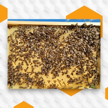 Неосемененные пчелиные матки Buckfast KB Племенные матери