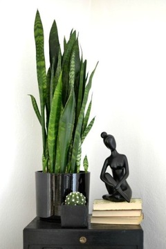 Sansewieria Zeylanica Sansevieria Wężownica