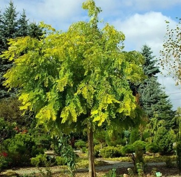 Robinia akacjowa FRISIA żółta sadzonka NA PNIU