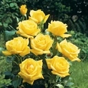 Желтая крупноцветковая роза