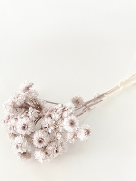 Helichrysum suszone beżowe Miła Odmiana