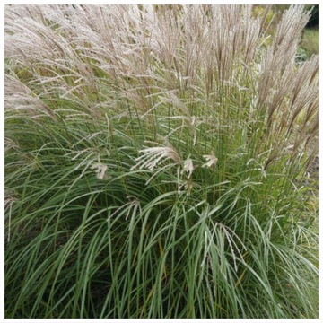 MISKANT CHIŃSKI YAKUSHIMA DWARF C2 DUŻA SADZONKA 70CM