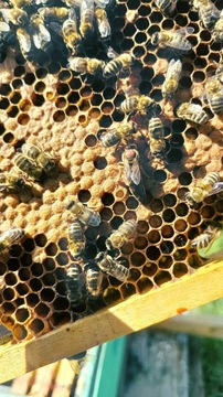 Пчеломатки Краинка Каролинка, пчелиная мать