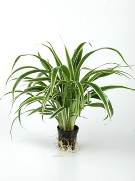Chlorophytum bichetii Koszyk Holandia Ø 5,5 cm