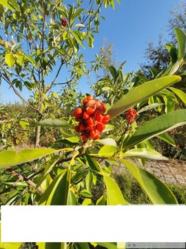 Magnolia virginiana -Magnolia wirginijska