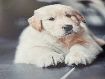 PLAKAT PLAKATY A7 PAPIER 150G LAMINAT 50 SZTUK