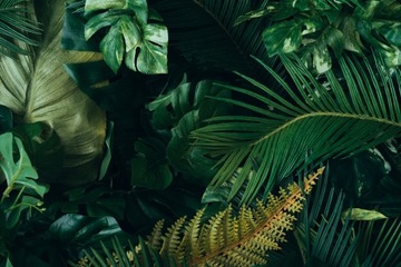 Fototapeta Monstera Palma Liście M02 588x260