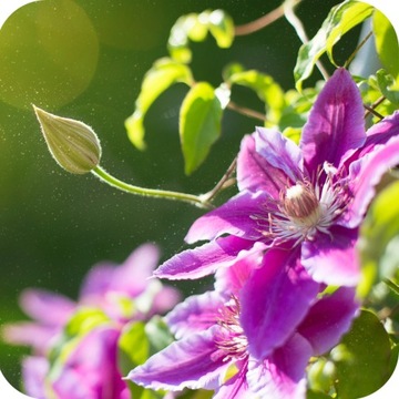 УДОБРЕНИЕ ДЛЯ СЛИВОЧНОГО ДЕРЕВА 1КГ, ГРАНУЛЯТ, БОГАТЫЙ NPK СОСТАВ 12-8-16, ЭФФЕКТИВНОЕ