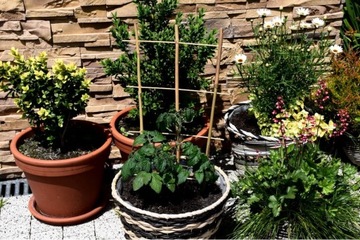 Лестница бамбуковая, бамбук, опора для растений 105 см 4s /10 шт/