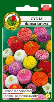 PNOS Cynia daliowa karłowa mieszanka 1g
