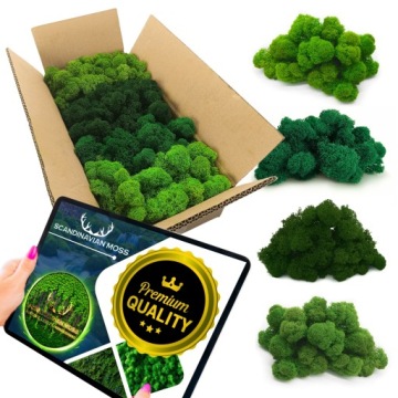 Mech RENIFEROWY chrobotek 500g Dekoracyjny FIŃSKI PREMIUM mix 4 kolory