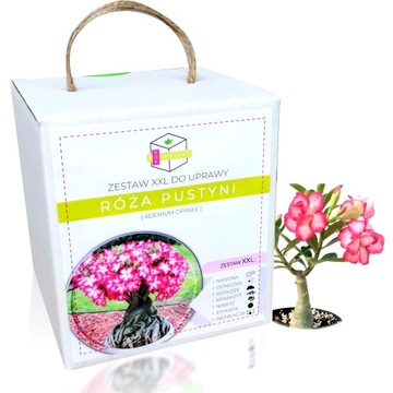 RÓŻA PUSTYNI DRZEWKO BONSAI ZESTAW DO UPRAWY XXL PREZENT URODZINY MAMY ŻONY