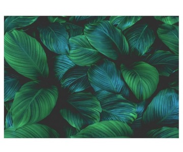 Fototapeta 312x219cm liście Spathiphyllum