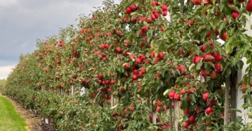 Стимулятор роста Asahi SL 0,5 л увеличивает