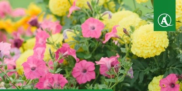 Ручной распылитель MAROLEX Master ergo 3000 3L ИСПОЛЬЗОВАНИЕ В ЛЮБОМ ПОЛОЖЕНИИ