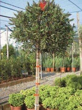 Шланг синий, толстостенный 3,5мм/1кг/110м СТАНДАРТ BOVI