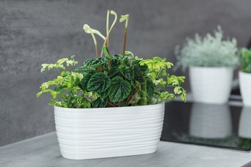 Петит-бокс Sahara с подставкой - 8 цветов