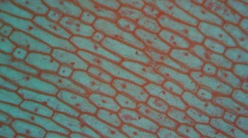 Цифровой микроскоп с ЖК-дисплеем 2000x + 10LED 1080P 12MPIX