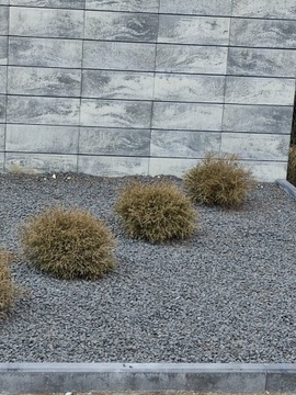 Czarne kamienie las w słoiku naturalny żwirek GRAFITOWY BAZALT 1-2cm 0,5 kg