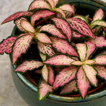 Fittonia jasnoróżowa wielobarwna Las w słoiku Pink Forest Flame