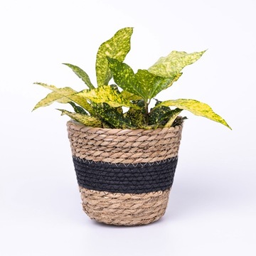 Набор чехлов из водорослей ЧЕРНЫЙ, 3 шт.