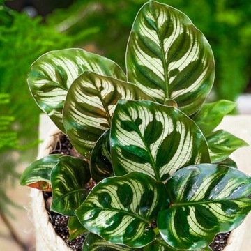 Calathea 'makoyana' MALOWANA PIĘKNOŚĆ Kalatea Makoya -Wielokolorowa Roślina