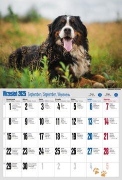 НАСТЕННЫЙ КАЛЕНДАРЬ 2025 А3 СОБАКА СОБАКИ СОБАКИ СОБАКА Пудель ШИБА ХАСКИ