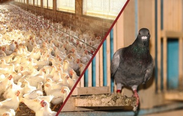 ОПРЫСКИВАНИЕ ЖИДКОЕ ПРЕПАРАТ ПРОТИВ КЛЕЩНЫХ ПЛЕЩЕЙ ДЛЯ ГОЛУБЯТОЧНОГО СОВЕТА 1л