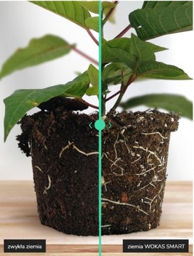 Ziemia do hortensji 10ltr