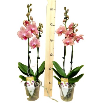 STORCZYK DWUPĘDOWY PHALAENOPSIS wys. 55cm STORCZYK ORCHIDEA