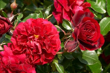 Плетистая роза FARRUCA Blood Red FLOWER POT C5