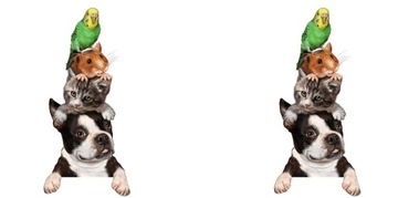 КРУЖКА ДЛЯ ЛЮБИТЕЛЕЙ ЖИВОТНЫХ СОБАКИ КОШКИ ХОМЯКИ ПОПУГАЙ