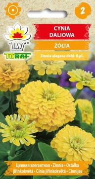 Cynia Daliowa Żółta nasiona 1 g
