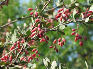 Барбарис обыкновенный 'Атропурпуреа' (Berberis vulgaris) - саженцы 60 - 90 см
