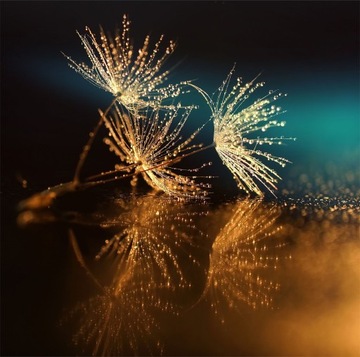 MAGNETYCZNA OSŁONA NA KALORYFER 60x60 KWIATY FOTOTAPETA